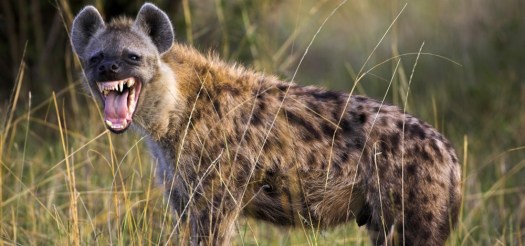 Hyena-Main-1000x469